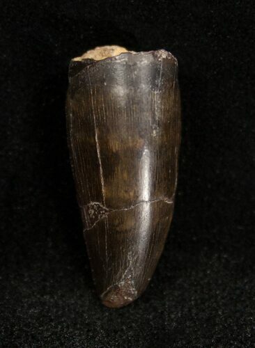 Inch Allosaurus Tooth - Dana Quarry #1334